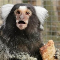 Bridlington Animal Park / Bridlington