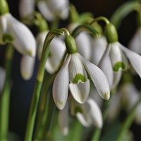 Burton Agnes Hall Snowdrops & Bridlington